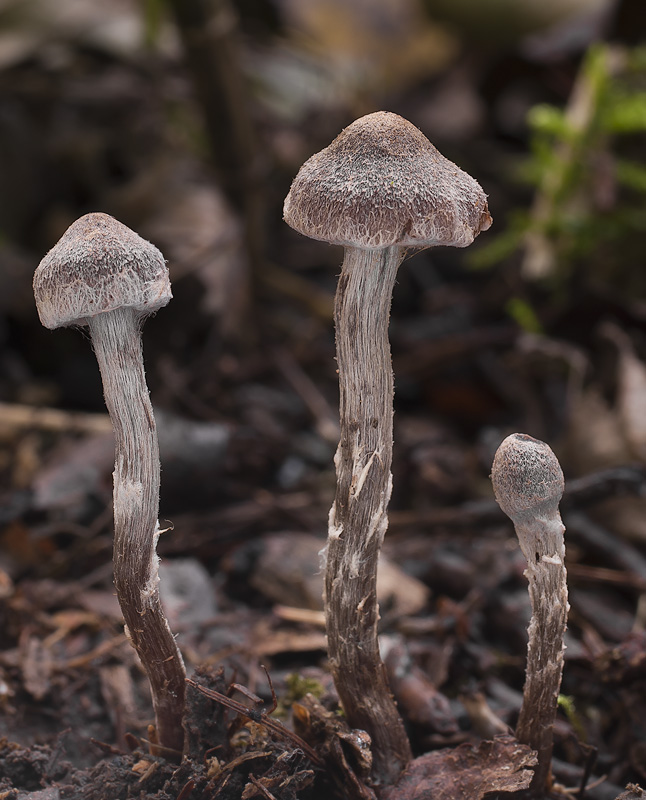 Cortinarius alnetorum